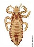 Piolho  o nome geral dado aos insetos da ordem Phthiraptera, que contm mais de 3000 espcies. Estes insetos no tm asas e so parasitas externos (ectoparasitas) de mamferos e das aves. Imagem: piolho da subordem Anoplura. </br></br> Palavra-chaves: piolho, inseto, parasitas, ectoparasitas.