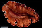 Platyhelminthes - Turbelrio marinho