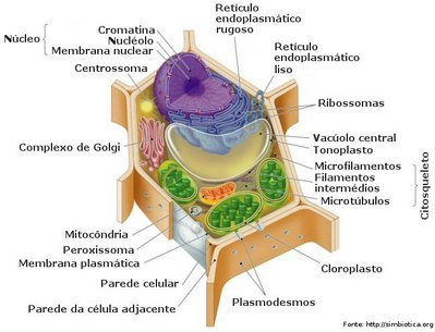 Desenhos esquemáticos da célula eucariótica vegetal