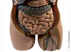  a parte inferior do tronco entre o trax e a pelve, maior cavidade que existe no corpo humano, onde esto localizados vrios rgos. <br /><br /> Palavras-chave: abdmen, tronco, trax, pelve, cavidade, corpo humano, sistemas biolgicos, rgos, anatomia.