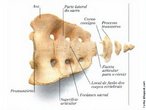 O sacro tem a forma de uma pirmide quadrangular com a base voltada para cima e o pice para baixo. Articula-se superiormente com a 5 vrtebra lombar e inferiormente com o cccix. Esse osso nada mais  a fuso de cinco vrtebras, que na criana ainda podem estar separadas. </br></br> Palavras-chave: sacro, osso humano, esqueleto. 