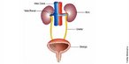 Imagem esquemtica do sistema urinrio, com a ligao entre os rins e a bexiga. </br></br> Palavras-chave: sistema urinrio, rgos, anatomia, corpo humano, fisiologia.