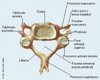 Apresenta um forame no processo transverso chamado forame transverso ou forame da artria vertebral. </br></br> Palavras-chave: osso humano, esqueleto, coluna vertebral, vrtebra cervical.