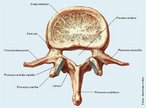 Apresenta um processo transverso bem desenvolvido chamado apndice costiforme. Pode ser diferenciado tambm por no apresentar forame no processo transverso e nem a fvea costal. </br></br> Palavras-chave: osso humano, esqueleto, coluna vertebral, vrtebra lombar.