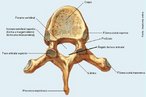 Apresenta uma faceta articular para as costelas (fvea costal) no corpo vertebral e no processo transverso. </br></br> Palavras-chave: osso humano, esqueleto, coluna vertebral, vrtebra torcica.