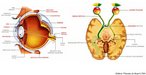 Esquema que ilustra a anatomia do olho humano. </br></br> Palavras-chave: viso, olho, anatomia, sistema sensorial. 