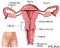 O sistema reprodutor feminino  formado pelas gnadas (ovrios) que produzem os vulos, as tubas uterinas, que transportam os vulos do ovrio at o tero e os protege, o tero, onde o embrio ir se desenvolver caso haja fecundao, a vagina e a vulva. <br /><br /> Palavras-chave: Sistema reprodutor feminino. Reproduo.