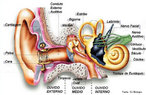 Os ouvidos alm da funo de perceberem os sons, tambm do informaes sobre a posio do corpo, sendo parcialmente responsvel pelo equilbrio. O pavilho auditivo (orelha externa) concentra e capta o som alm de auxiliar na diferenciao dos sons vindos de diferentes fontes, como do mar, de um automvel, os sons fortes e os fracos, os graves e os agudos. <br /><br /> Palavras-chave: audio, sistema auditivo, orelhas.