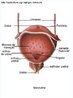 Sistema Urinrio - Bexiga: faz parte das vias urinrias, tem o formato de uma bolsa muscular onde se acumula urina antes de ser expelida ao exterior. <br /><br /> Palavras-chave: bexiga, sistema urinrio, corpo humano, anatomia. 