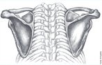 Cintura escapular, na anatomia,  a poro mais elevada do membro superior, composta pela escpula (tambm chamada de omoplata) e pela clavcula, conectados entre si por meio de ligamentos. <br /><br /> Palavras-chave: cintura escapular, escpula, clavcula, osso humano.