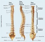 A coluna vertebral se estende desde a base do crnio at a extremidade caudal do tronco.  constituda de 33 ou 34 vrtebras superpostas e intercaladas por discos intervertebrais. As vrtebras sacras soldam-se entre si, constituindo um nico osso sacro, assim como as coccgeas, que formam o cccix. Superiormente, articula-se com o osso occipital e inferiormente, com o Ilaco.  dividida em quatro regies: Cervical, Torcica, Lombar e Sacro-Coccgea. <br /><br /> Palavras-chave: osso humano, esqueleto, coluna vertebral.