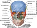 O crnio  a estrutura ssea que forma o esqueleto da cabea. Situado na parte mais alta do corpo humano ele  sustentado pela coluna cervical. Possui um formato oval e  levemente maior em sua parte posterior do que na parte frontal.  composto por uma serie de ossos planos e irregulares, que so imveis (exceo da mandbula), totalizando 22 ossos. Pode ser dividido em face e o crnio propriamente dito. <br /><br /> Palavras-chave: osso humano, esqueleto, crnio, cabea.