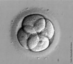 Embrio com quatro clulas 48 horas aps o contato com espermatozide. </br></br> Palavras-chave: embrio, desenvolvimento embrionrio, clula.