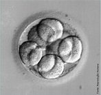 Embrio 72 horas aps contato com espermatozides apresentando 8 clulas. </br></br> Palavras-chave: embrio, desenvolvimento embrionrio, clula.