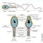 O espermatozoide  o gameta (clula sexual) masculino dos animais.  produzido nos testculos em grande quantidade. Os homens produzem, em mdia, de 20 a 200 milhes de espermatozoides por milmetro cbico de esperma. O corpo do espermatozoide  formado por duas partes: cabea e cauda (flagelo). O espermatozoide tem 3 partes: a cabea quase totalmente formada de DNA, o segmento intermdio, e a cauda que  o chicote que o faz mover. </br></br> Palavras-chave: espermatozoide, gameta, clula sexual. 