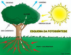 A palavra fotossntese significa sntese que usa luz. Pode-se definir como fotossntese, a atividade vital que as plantas realizam em funo da luz solar, transformando a energia luminosa em energia qumica. Atravs da clorofila, composto presente nas folhas, a seiva bruta  transformada em seiva elaborada atravs do processo de fotossntese. A reao da fotossntese  baseada no processamento do dixido de carbono (CO2), gua (H2O) e sais minerais (xilema) em compostos orgnicos, produzindo oxignio gasoso (O2) e glicose (C6H12O6), compondo a seiva elaborada. </br></br> Palavras-chave: fotossntese, energia bioqumica, reao qumica, compostos orgnicos, meio ambiente. 