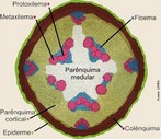 A associao do caule com a folha constitui o sistema caulinar, originado a partir do desenvolvimento do embrio (RAVEN et al., 2007). Diferente da raiz o caule divide-se em ns e entrens, com uma ou mais folhas em cada n. Dependendo do grau de desenvolvimento dos entrens, o caule pode assumir aspectos diferentes (ESAU, 1974). As duas principais funes ligadas ao caule so suporte e conduo. As folhas, os principais rgos fotossintetizantes da planta, so sustentadas pelo caule, que as coloca em posies favorveis para a exposio  luz. As substncias produzidas nas folhas so transportadas para baixo pelo floema do caule para os stios onde so necessrias, tais como regies em desenvolvimento de caules e razes. Ao mesmo tempo, a gua e os nutrientes minerais so transportados de forma ascendente (para cima) das razes para as folhas atravs do xilema do caule (RAVEN et al., 2007).O meristema apical do sistema caulinar origina meristemas primrios como os encontrados na raiz: protoderme, procmbio e meristema fundamental, que se desenvolvem no corpo primrio (Figura 3) da planta originando: epiderme, tecidos vasculares (xilema primrio e floema primrio) e tecido fundamental, respectivamente (RAVEN et al., 2007).O crtex do caule geralmente contm parnquima com cloroplastos. Os espaos intercelulares so amplos, mas s vezes limitados  parte mdia do crtex. A parte perifrica deste frequentemente contm colnquima, disposto em cordes ou em camadas mais ou menos contnuas. Em algumas plantas,  o esclernquima e no o colnquima que se desenvolve como tecido de sustentao. A parte mais interna do tecido fundamental, a medula,  composta de parnquima, que pode conter cloroplastos (ESAU, 1974).  </br></br> Palavras-chave: caule crescimento primrio, anatomia botnica.