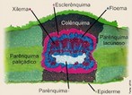 As clulas epidrmicas da folha esto muito justapostas e cobertas pela cutcula, uma camada lipdica que reduz a perda de gua. Os estmatos podem ocorrer em ambos os lados da folha ou somente em um lado, comumente o inferior. Os tricomas so anexos epidrmicos presentes em muitas folhas. Podem ser glandulares, produzindo compostos qumicos de defesa e atrao de polinizadores ou ainda tectores, promovendo defesa fsica do vegetal (OLIVEIRA & AKISUE, 2003). Coberturas espessas de tricomas e resinas secretadas por alguns deles, podem diminuir a perda de gua pela folha (RAVEN et al., 2007).Existem ainda clulas epidrmicas diferenciadas em folhas de algumas espcies vegetais, as clulas buliformes, responsveis pela movimentao destes rgos como enrolamento, fechamento etc. (RAVEN et al., 2007). O mesofilo  composto basicamente por clulas parenquimticas, sendo permeado por numerosas nervuras (feixes vasculares), que so contnuas com o sistema vascular do caule (RAVEN et al., 2007). Ele pode ser homogneo (clulas parenquimticas indiferenciadas) ou diferenciado em palidico e lacunoso (OLIVEIRA & AKISUE, 2003), como pode ser visto na Figura 5. </br></br> Palavras-chave: folha, clulas epidrmicas, estmatos, anatomia botnica.