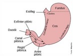 O estmago  uma bolsa de paredes musculares e elsticas. Apresenta duas comunicaes: uma superior chamada crdia, que o comunica ao esfago e outra inferior, chamada piloro, que o comunica ao intestino delgado. </br></br> Palavras-chave: estmago, digesto, crdia, piloro.
