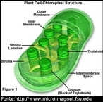  uma organela presente nas clulas das plantas e algas, rico em clorofila, responsvel pela sua cor verde. </br></br> Palavras-chave: cloroplasto, organela, estrutura, clula, plantas, algas. clorofila, mecanismos biolgicos, botnica. 