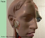 Parte frontal da cabea, mais conhecido como rosto. </br></br> Palavras-chave: face, rosto, cabea, sistemas biolgicos, corpo humano, anatomia.
