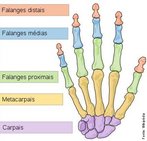 As falanges so os ossos que formam os dedos das mos e ps dos vertebrados. No homem, cada dedo tem trs falanges, excepto o polegar e o hlux, que tm apenas duas. </br></br> Palavras-chaves: osso humano, falanges, esqueleto.
