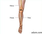A poro inferior da perna  composta por dois ossos, tbia e fbula. O osso da coxa, ou fmur,  o osso grande da poro superior da perna que liga os ossos da poro inferior da perna (articulao do joelho) ao osso plvico (articulao do quadril). </br></br> Palavras-chave: osso humano, membro inferior, tbia, fbula.