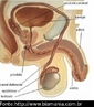 lustra a anatomia interna do genital masculino. </br></br> Palavras-chave: genital masculino, anatomia, sistemas biolgicos. 