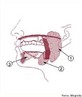 As glndulas salivares localizam-se no interior e tambm em torno da cavidade bucal tendo como objetivo principal a produo e secreo da saliva. N1  a glndula partida, n2  a glndula submandibular, n3  a glndula sublingual. </br></br> Palavras-chave: glndula, saliva, glndula partida, glndula submandibular, glndula sublingual. 