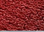 As hemcias so conhecidas como glbulos vermelhos por causa do seu alto teor de hemoglobina, uma protena avermelhada que contm ferro. A hemoglobina capacita as hemcias a transportar o oxignio a todas as clulas do organismo. Elas tambm levam dixido de carbono, produzido pelo organismo, at os pulmes, onde ele  eliminado. Existem entre 4 milhes e 500 mil a 5 milhes de hemcias por milmetro cbico de sangue. </br></br> Palavras-chave: hemcias, eritrcitos, hemoglobina, glbulos vermelhos, sangue.