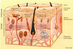 Um tecido  um conjunto de clulas especializadas, iguais ou diferentes entre si, separadas ou no por lquidos e substncias intercelulares, que realizam determinada funo num organismo multicelular. Na biologia, o ramo que estuda o tecido  a Histologia ( Histo = tecido + Logia = estudo). Classificao: epitelial, conjuntivo, muscular e nervoso. </br></br> Palavras-chaves: histologia, tecidos, clulas, classificao, sistema biolgico. 