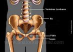 O Ilaco  um osso plano, chato, irregular, par e constitudo pela fuso de trs ossos: lio - 2/3 superiores; squio - 1/3 inferior e posterior (mais resistente); Pbis - 1/3 inferior e anterior. </br></br> Palavras-chave: osso humano, ilaco, lio, squio, pbis.