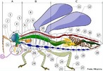 Anatomia de um inseto:</br> A- Cabea /B- Trax /C- Abdmen  1. antena/ 2. ocelo (inferior)/ 3. ocelo (superior)/ 4. olho composto/ 5. crebro (gnglios cerebrais)/ 6. protrax/ 7. artria dorsal/ 8. tubos traqueais e espirculos/ 9. meso-trax/ 10. meta-trax/ 11. asa (1)/ 12. asa (2)/ 13. intestino mdio (mesntero)/ 14. corao/ 15. ovrio/ 16. intestino posterior (proctodeo)/ 17. nus/ 18. vagina/ 19. gnglios abdominais/ 20. tbulos de Malpighi/ 21. tarsmero/ 22. garras tarsais/ 23. tarso/ 24. tbia/ 25. fmur/ 26. trocanter/ 27. intestino anterior (estomodeo)/ 28. gnglios torcicos/ 29. coxa/ 30. glndula salivar/ 31. gnglio sub-esofgico/32. peas bucais </br></br> Palavras-chave: insetos, artropodes, invertebrados. 