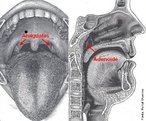 As amgdalas e adenides so massas de tecido linftico, semelhantes aos gnglios que se encontram no pescoo, virilha e axilas. As amgdalas se situam na parte posterior da garganta de cada lado da vula. J a adenide no pode ser vista sem instrumentos especiais, pois est localizada no fundo do nariz e escondida pelo palato e pela vula, quando olhamos pela boca. Os cientistas acreditam que as amgdalas e adenides funcionam como parte do sistema imunolgico de nosso organismo, ao filtrar os germes que tentam invadir nosso corpo, ajudando tambm na formao de anticorpos contra eles. Esta atividade ocorre durante os primeiros anos de vida, diminuindo de importncia a medida que a criana cresce. <br /><br /> Palavras-chave: amgdalas, adenide, gnglios, palato, sistema imunolgico, tecido linftico, vula.