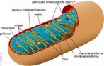 As mitocndrias so organelas membranosas e que tm a forma de basto. Elas so responsveis pela respirao celular, fenmeno que permite  clula obter a energia qumica contida nos alimentos absorvidos. </br></br> Palavras-chave: clula, mitocndria, organela, respirao celular.