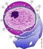O ncleo celular, organela primeiramente descrito por Franz Bauer, em 1802,  uma estrutura presente nas clulas eucariontes, que contm o ADN (ou DNA) da clula.  delimitado pelo envoltrio nuclear, e se comunica com o citoplasma atravs dos poros nucleares. O ncleo possui duas funes bsicas: regular as reaes qumicas que ocorrem dentro da clula, e armazenar as informaes genticas da clula. Imagem: (1) Envoltrio nuclear. (2) Ribossomos. (3) Poros nucleares. (4) Nuclolo. (5) Cromatina. (6) Ncleo. (7) Retculo endoplasmtico. (8) Nucleoplasma. </br></br> Palavras-chave: clula, ncleo celular, DNA, material gentico. 