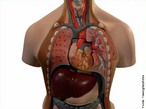Ilustra alguns rgos do corpo humano. </br></br> Palavras-chave: rgos, corpo, humano, sistemas biolgicos, anatomia. 