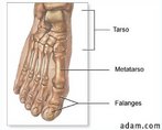 O p  composto pelos ossos tarsianos, metatarsianos e falanges. Est unido  perna atravs do tornozelo, que aloja um sistema articular que torna possvel os movimentos necessrios para caminhar. </br></br> Palavras-chave: osso humano, p, esqueleto.