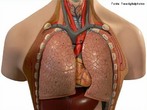 So os principais rgos do sistema respiratrio, responsveis pelas trocas gasosas. </br></br> Palavras-chave: pulmes, rgos, sistema respiratrio, corpo humano, sistemas biolgicos, anatomia. 