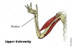 O rdio  o osso do antebrao que se estende anatomicamente na parte lateral do antebrao, indo do cotovelo at ao lado do punho onde se encontra o polegar. Proximalmente articula-se com o mero no captulo deste, distalmente com o carpo e medialmente com a ulna. </br></br> Palavras-chave: rdio, osso humano, esqueleto. 