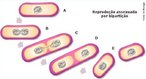 Fisso binria  o nome dado ao processo de reproduo assexuada dos organismos unicelulares que consiste na diviso de uma clula em duas por mitose, cada uma com o mesmo genoma da clula-me (com o mesmo DNA ou material gentico da "clula-me"). O processo inicia-se com a replicao do DNA, em que cada nova cadeia se liga  membrana celular que, ento se invagina e acaba por dividir a clula em duas, num processo chamado citocinese.Os organismos que se reproduzem por fisso binrina incluem:bactrias e protozorios. </br></br> Palavras-chave: cissiparidade, fisso binria, reproduo assexuada. 