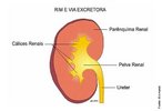 Ilustra a anatomia do rim em corte longitudinal, rgo do sistema urinrio. </br></br> Palavras-chave: rim, corte longitudinal, rgo, sistema urinrio, anatomia, corpo humano. 