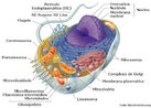 Clula animal  uma clula eucaritica ou seja, uma clula que apresenta o ncleo delimitado pela membrana (carioteca).  A clula animal (como toda a clula eucaritica)  delimitada pela membrana plasmtica, ribossomo, citoplasma, mitocndria e ncleo. <br /><br /> Palavras-chave: clula animal, citologia, sistemas biolgicos. 