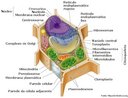 A clula vegetal  semelhante a clula animal mas contm algumas peculiaridades como a parede celular , vacolos e os cloroplastos. <br /><br /> Palavras-chave: clula vegetal, sistemas biolgicos, citologia.